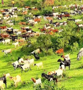 YPA Mbuzi Choma's farm, where goats are raised before reaching the grill