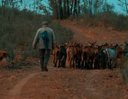 A YPA butcher hand-selecting a goat at the farm