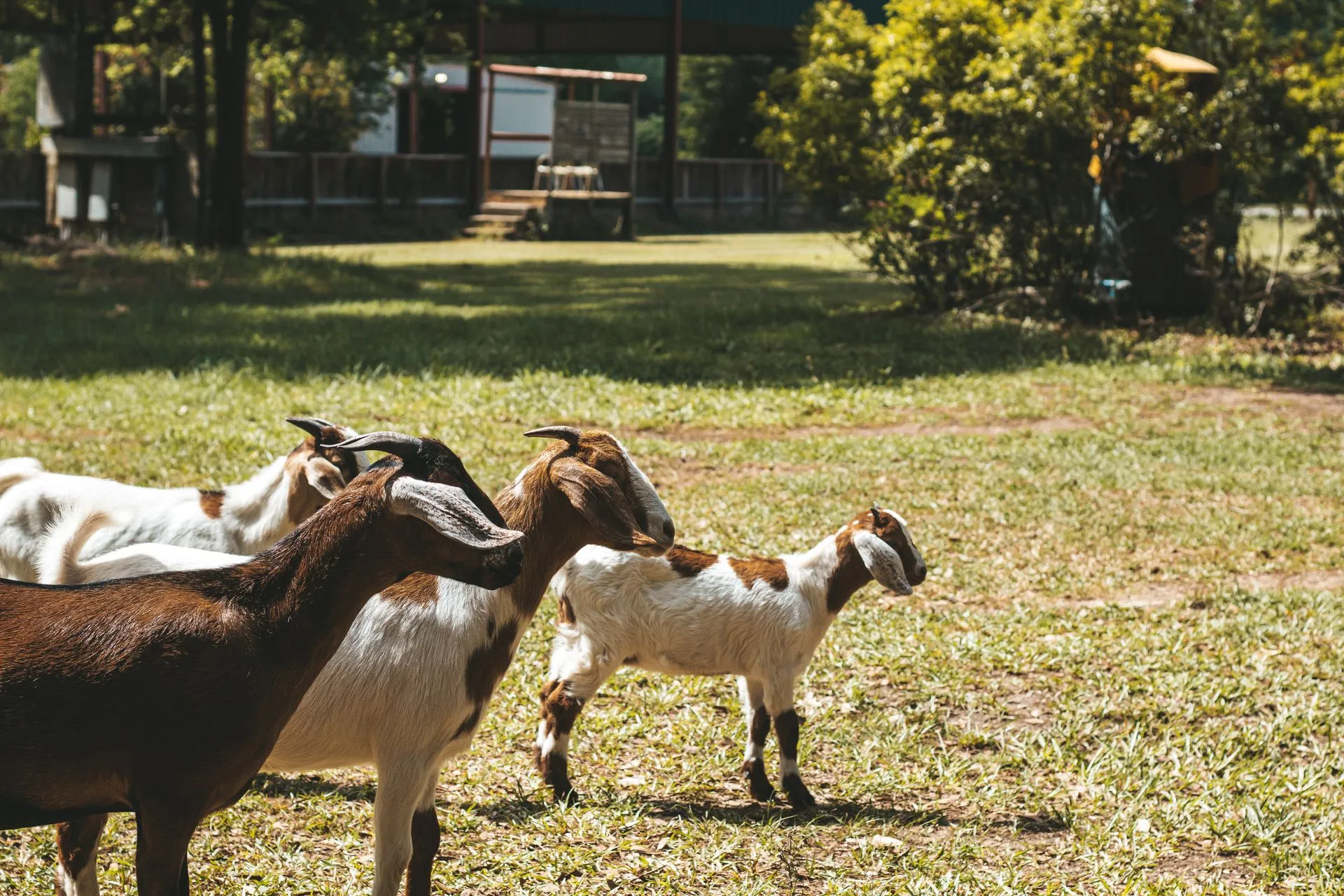 Healthy goats grazing across open pasture in the morning light