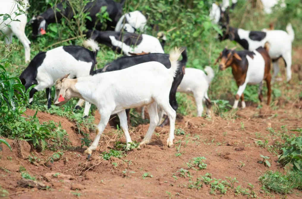 Goats grazing on open pasture at YPA's farm in the early morning