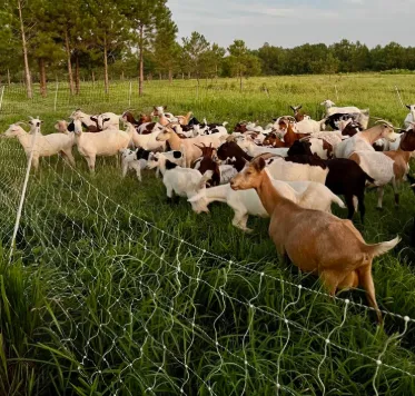 Rotational grazing pasture at the YPA farm