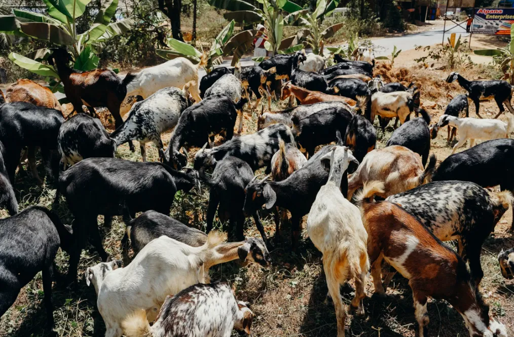 A herd of goats roaming freely across the YPA farm