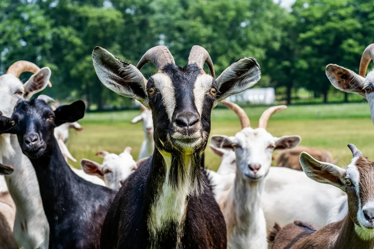 The Herd